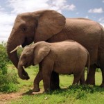 Le top cinq des réserves de Cote d’ivoire