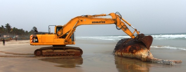 Environnement Marin : Encore un cachalot découvert mort à Assouindé sur le littoral ivoirien