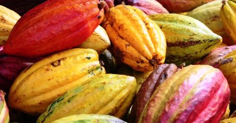 Coup de projecteur sur la transformation de la production de cacao, de l’économie rurale et du secteur énergétique au Ghana à l’occasion de la visite d’Akinwumi Adesina