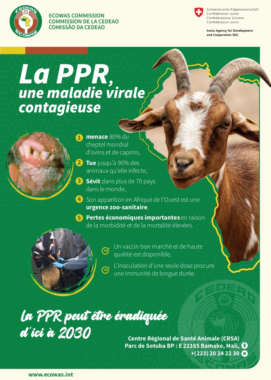 Contrôle et Eradication de la Peste des Petits Ruminants d’ici à 2030 : la CEDEAO lance la campagne de vaccination de masse de 2022