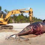 ASSOUINDE : Une troisième baleine meurt sur la plage