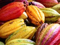 Coup de projecteur sur la transformation de la production de cacao, de l’économie rurale et du secteur énergétique au Ghana à l’occasion de la visite d’Akinwumi Adesina